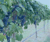 Fil inox à vigne recuit Ugifil 3 mm - Matériel viticole sur Alsavit